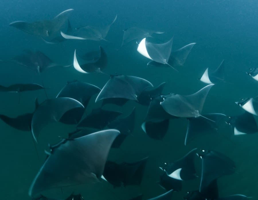mobula ray