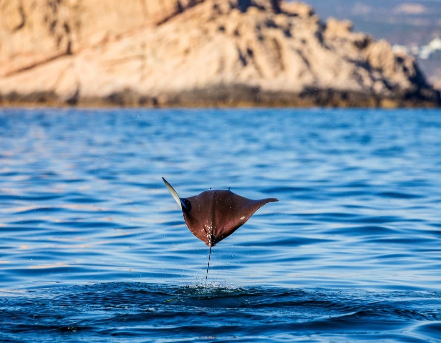 mobula ray