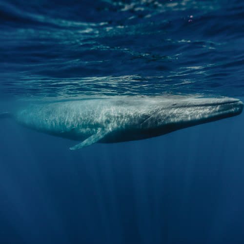 BALLENA AZUL