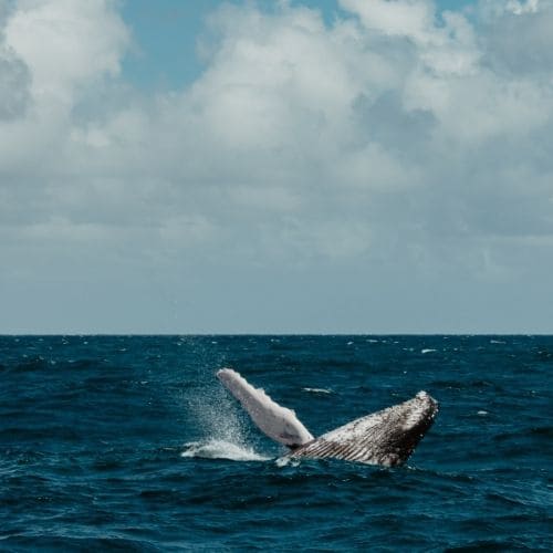viaje ballenas republica dominicana